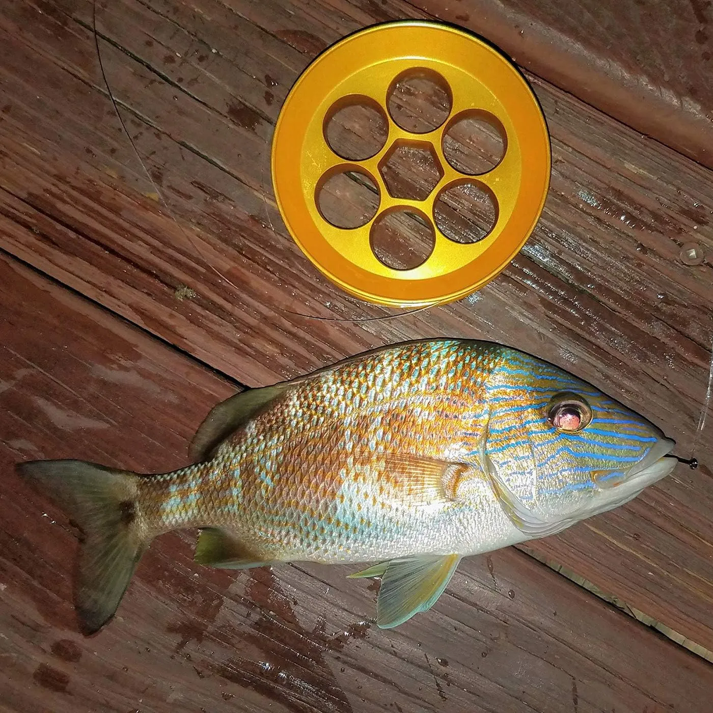 Aluminum Hand Line Reel Pocket/Travel Fishing Kit (20 lb Clear line)