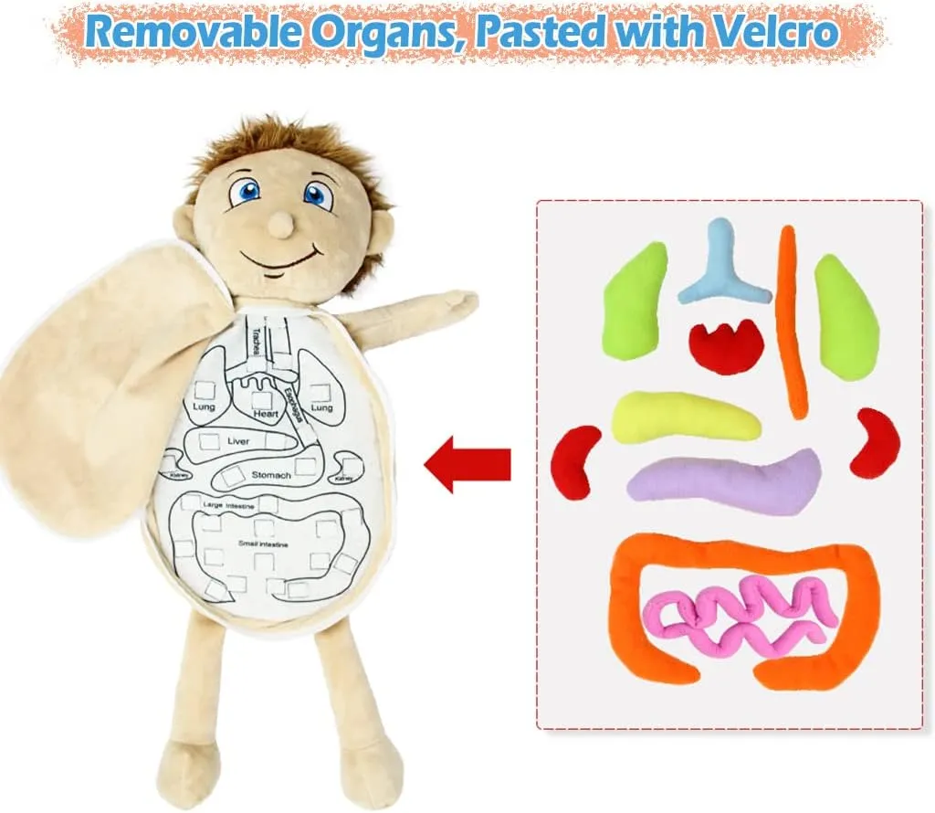 KAKIBLIN Anatomy Toys for Kids, Human Body Model, Preschool Educational Organ Plush, Science Learning Kits, Body Organ Science Kits, Sensory Toys for Boys Girls