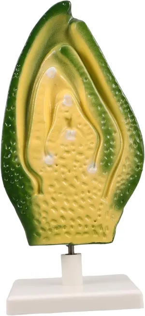 Plant Cell Anatomy Model Detailed Plant Embryo Structure Teaching Aid for Biology Classes for School Classrooms and Science Fairs Enhances Learning and Visualization